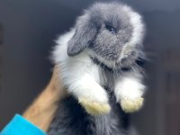 Safkan Hollanda cüce ve mini tavşan yavrular
