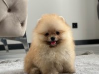 Üst Kalite Pomeranian Yavrular