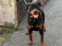 SATILIK son iki adet 45 günlük rottweiler dişi