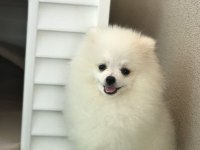 Pomeranian boo bebeğim