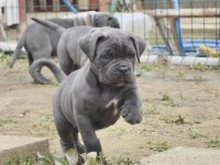 Blue/Siyah Cane Corso Yavrular