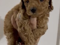 Erkek toy poodle yavru