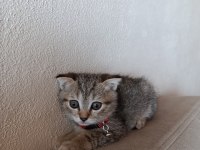 Erkek yavru scottish fold