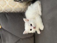 British longhair yavrular