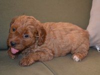 2 aylık teslime hazır 3 erkek 3 dişi maltipoo