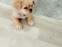 3 Aylık ERKEK PEKİNEZ
