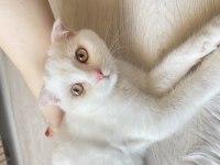 Scottish fold kedilerim yeni yuvalarını arıyorlar