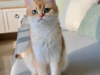 Muhteşem safkan british shorthair çocuklar