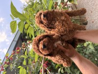 Toy poodle red yavrular