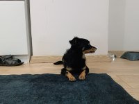 Güzel ve sessiz küçük bir köpektir