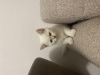 Golden point british shorthair yavruma yuva