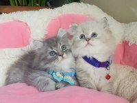 Maviş Point British Longhair Bebeğim