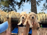 Golden retriever yavrularımız
