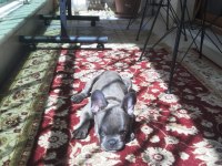 Sahiplendirmek üzere 7 aylık french bulldog