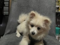 Pomeranian Spitz 5 Aylık Erkek