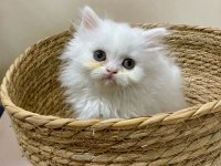 SON DİŞİ ERKEK KARTOPU KEDİ YAVRULARIMIZ