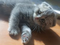 Güzel scottish fold kızım