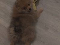 Pomeranian tilki surat pomeranian kızım