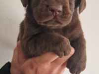 Labrador Yavrularımız