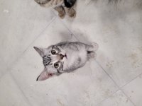 Evcil tekir hayvanlarımızı sahiplendirme