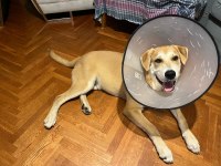 GÜLER YÜZLÜ LABRADOR KAJU KALICI YUVASINI ARIYOR