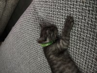 Black smoke british shorthair