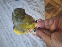 Gloster çift kanarya