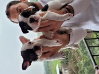Safkan french bulldog yavruları