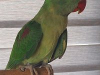 4. 5 AYLIK ALEXANDER