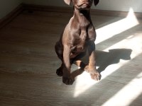 DOBERMAN KIZIL YAVRU