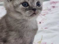 Safkan British Shorthair Kardeşler
