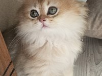 Safkan anne ve babadan british longhair
