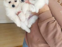Pomeranian dişi bebekler