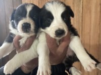 Border collie zeka küpü pofuduk köpekler