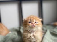 Golden scottish fold yavrular