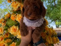 Toy poodle yavru köpeklerimiz