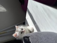 BRİTİSH LONGHAİR KEDİLER