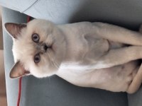 8 Aylık Kısırlaştırılmış Safkan British Shorthair