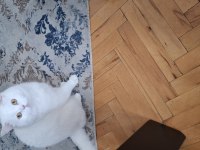 British shorthair kedimiz sahiplendirilecektir