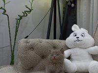 Top Surat Oyuncak Gibi LİLAC British Shorthair Yavrular