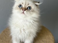 Scottish Fold Longhair