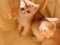 British Shorthair Golden Ny 12 Yavrular