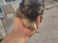 PEKİNEZ YAVRU