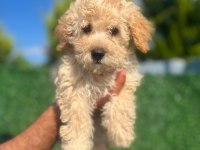 Baldan tatlı terrier yavrumuz