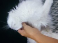 3 yaşında safkan dişi British Longhair
