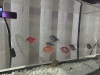 neon tetra balığı akvaryumu