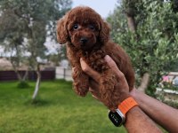 Poodle bizim işimiz