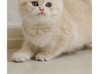british shorthair erkek cy24