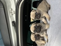 Denizli pug yavrular ırk ve sağlık garantili