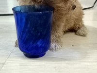 Dişi sıfır burun maltipoo
